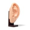 Oreja Acupuntura (Modelo) NO INCLUYE BASE - Image 2