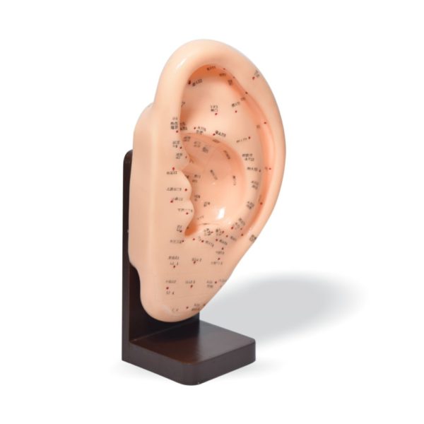Oreja Acupuntura (Modelo) NO INCLUYE BASE