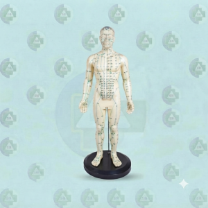 Estatua de Acupuntura Hombre