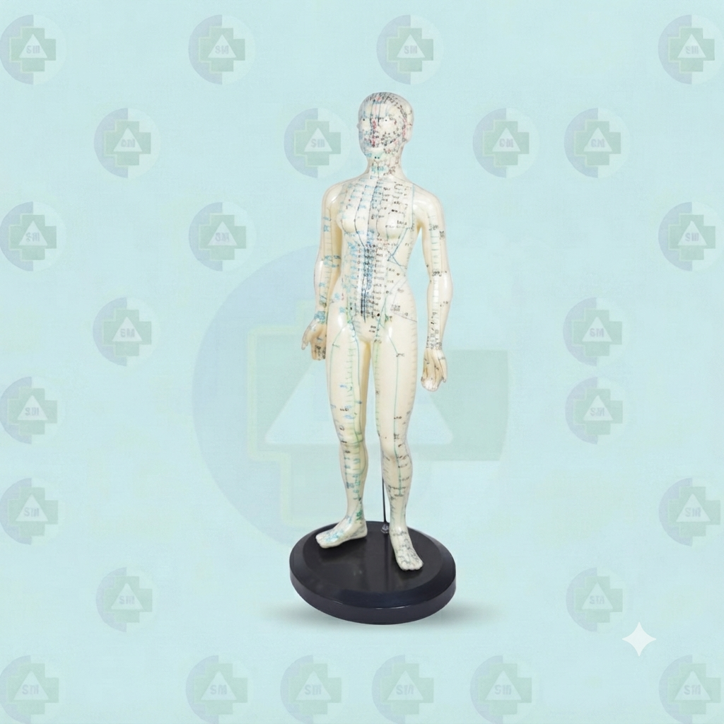 Estatua de Acupuntura Hombre